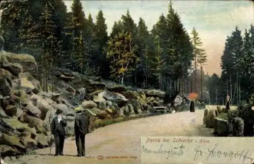 Ak Schierke Wernigerode im Harz, Spaziergänger, Wald