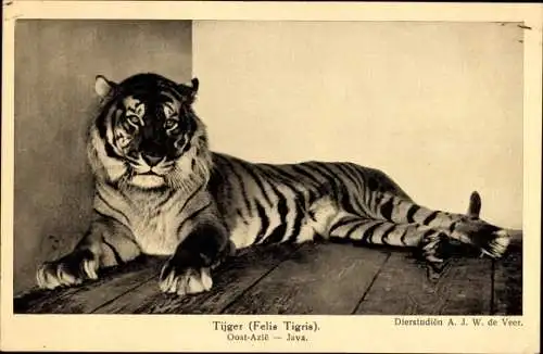 Ak Java, Tiger, Tierportrait