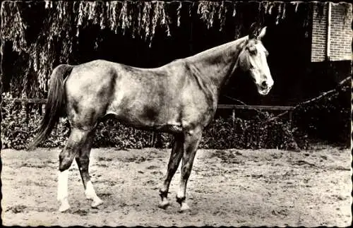 Ak Pferd, Tierportrait