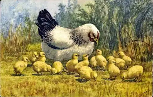Ak Henne, Küken, Hühner-Familie