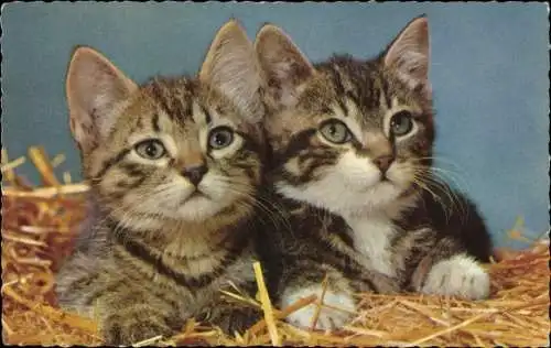 Ak Zwei junge Katzen, Kätzchen, Tierportrait