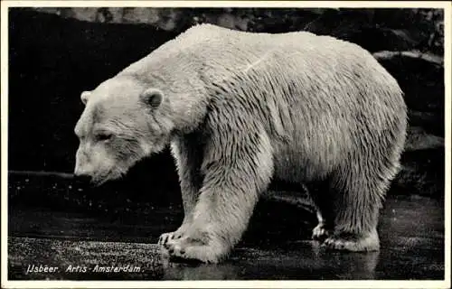Ak Artis-Amsterdam, Eisbär