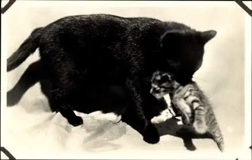 Ak Schwarze Katze mit Jungtier
