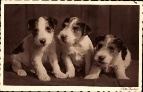 Ak Junge Hunde, Welpen, Terrier