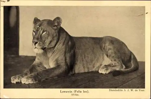 Ak Afrikanische Tierwelt, Löwin