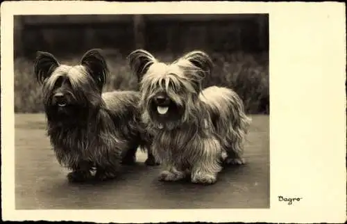 Ak Begro, Skye Terrier, Hunde
