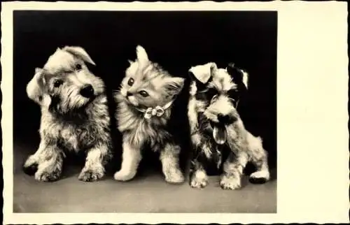 Ak Zwei Terrier, Katze, Haustiere