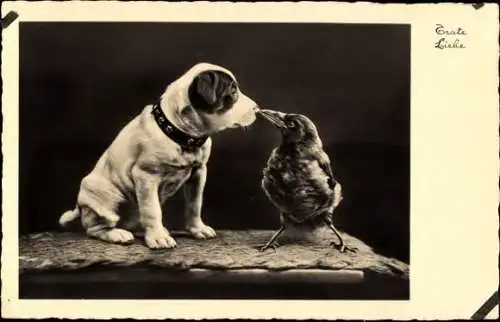 Ak Hund und Rabe, Freundschaft