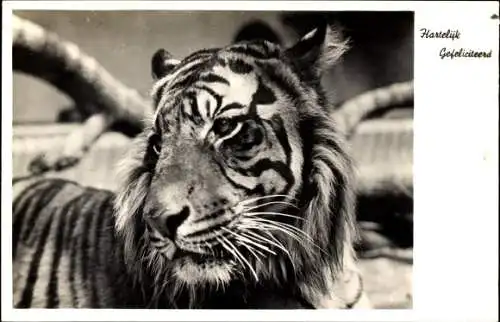 Ak Tiger, Portrait, Glückwunsch