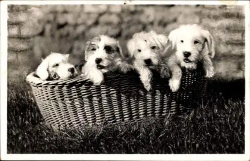 Ak Vier junge Terrier im Korb
