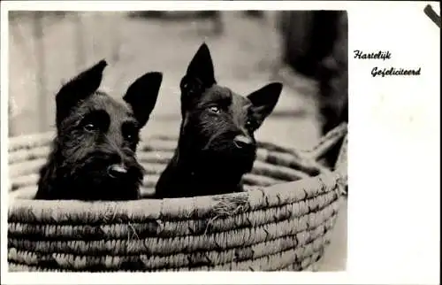 Ak Glückwunsch, Zwei schwarze Terrier in einem Korb, Hunde