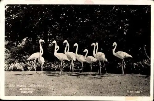 Ak Rhenen, Tierpark, Flamingos