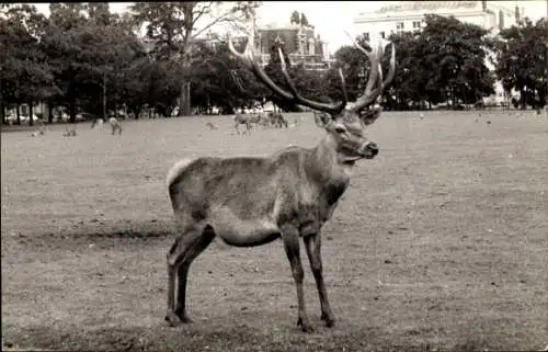 Foto Hirsch, Geweih, Tierportrait