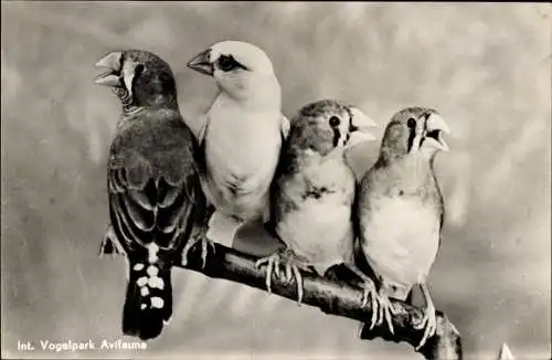Ak Avifauna, Alphen a/d Rijn, Grauer und weißer Zebrafink