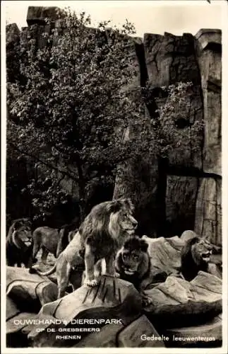 Ak Rhenen Utrecht, Tierpark, Löwen