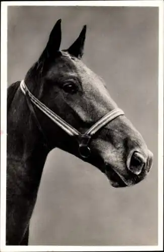 Ak Pferd mit Zaumzeug, Pferdeportrait, Amag 638/1