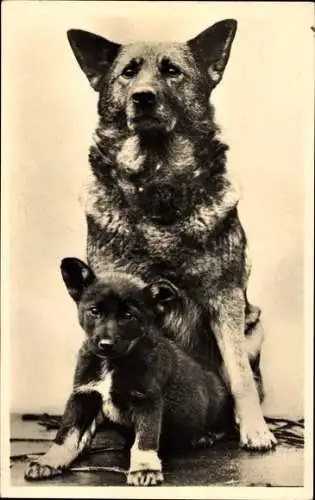 Ak Zwei Hunde, Welpe, Jungtier