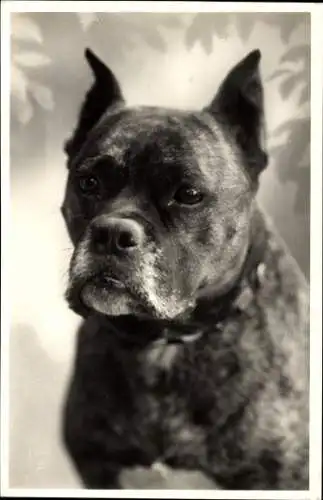 Ak Bulldogge, Tierportrait