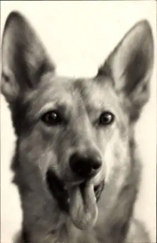 Ak Hund, Tierportrait
