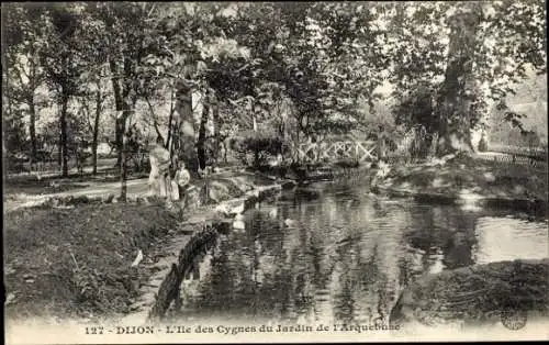 Ak Dijon Côte d'Or, L'Ile des Cygnes du Jardin de l'Arquebuse
