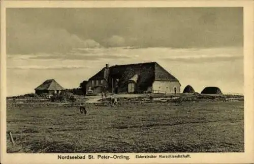 Ak Nordseebad Sankt Peter Ording, Eiderstätter Marschlandschaft, Haus, Kühe