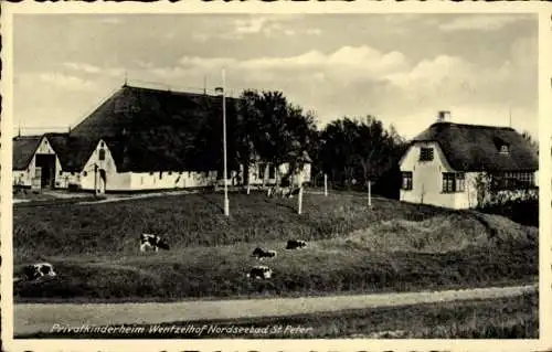 Ak Sankt Peter Ording in Nordfriesland, Privatkinderheim Wentzelhof, Kühe