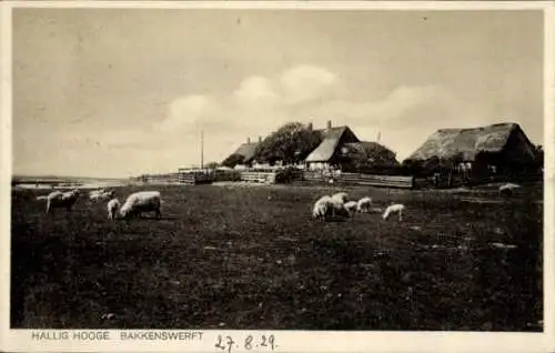 Ak Hallig Hooge, Schafe weiden vor Gehöft Bakkenswerft