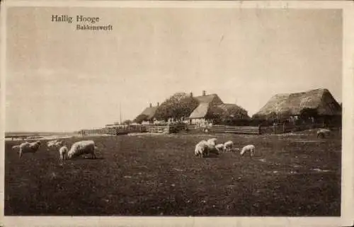 Ak Hallig Hooge, Schafe weiden vor Gehöft Bakkenswerft