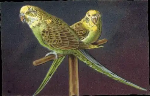 Ak Zwei Papageien, Vögel