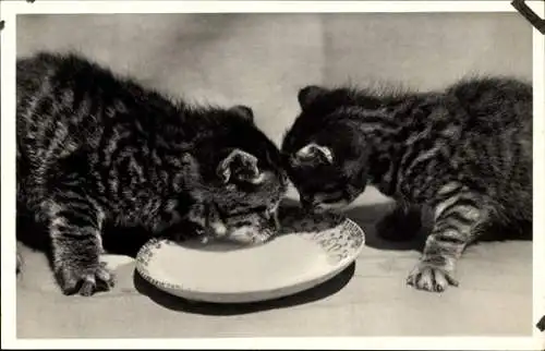 Ak Zwei kleine getigerte Hauskatzen, trinkend