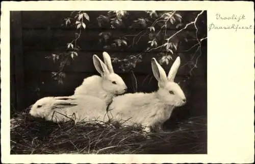 Ak Glückwunsch Ostern, Weiße Hasen