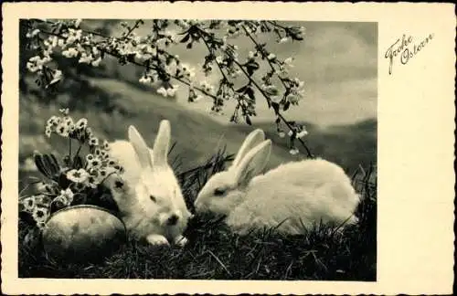 Ak Glückwunsch Ostern, Weiße Hasen, Osterei, Blühender Baum