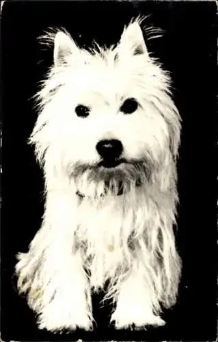 Ak Terrier, Tierportrait