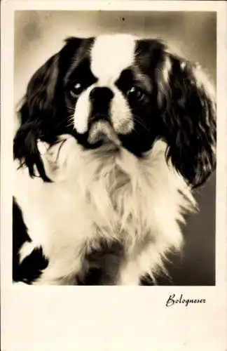 Ak Hundeportrait, Bologneser
