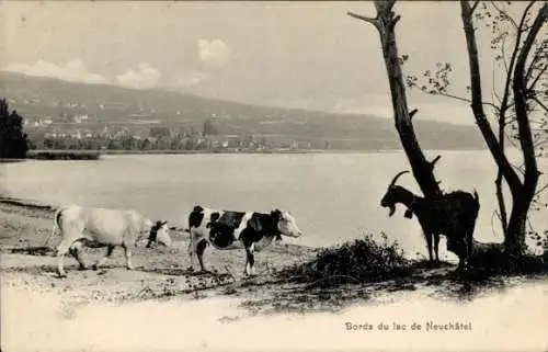 Ak Neuchâtel Neuenburg Stadt, Bords du lac de Neuchâtel, Rinder, Ziege