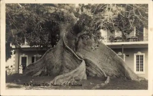 Ak Nassau Bahamas, Seidenbaumwolle