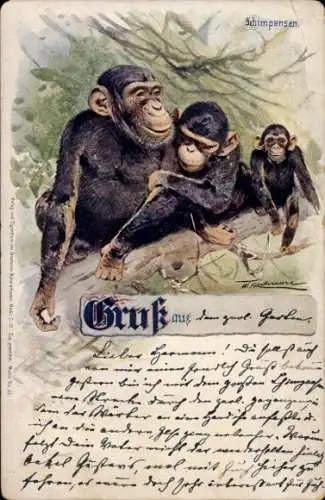 Künstler Ak Drei Schimpansen