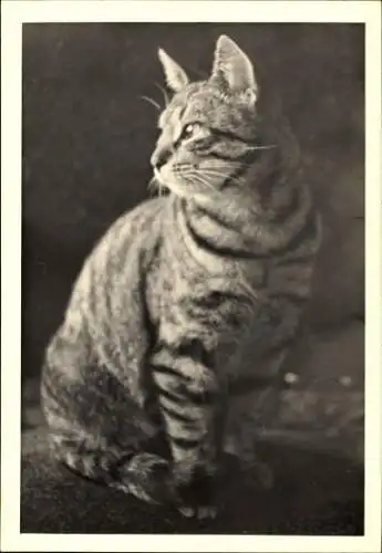 Foto Getigerte Katze, Tierportrait