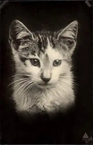 Ak Junge Katze, Tierportrait