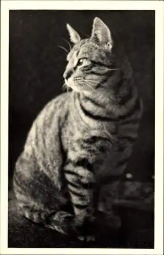 Foto Getigerte Katze, Tierportrait