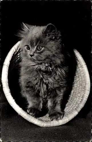 Ak Katzenbaby in Korb