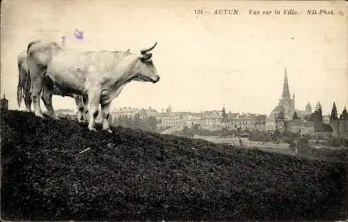 Ak Autun Saône-et-Loire, Gesamtansicht, Rinder