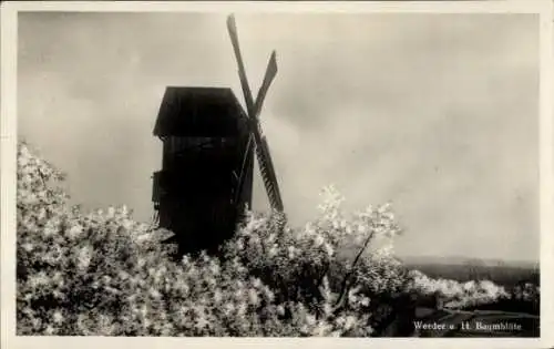 Ak Werder an der Havel, Baumblüte, Windmühle