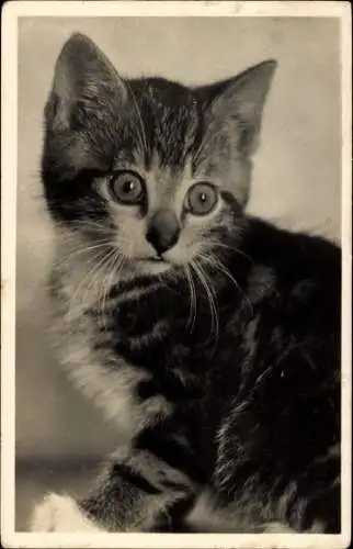 Ak Junge Katze, Tierportrait