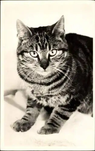 Ak Katze, Tierportrait