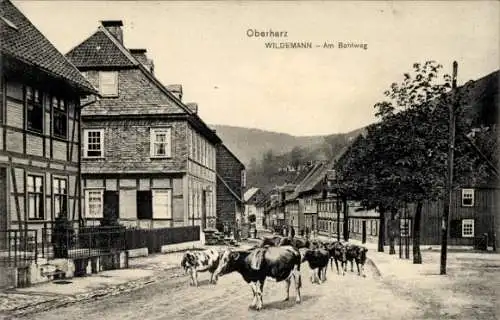 Ak Wildemann Clausthal Zellerfeld im Oberharz, Bohlweg, Kuhherde