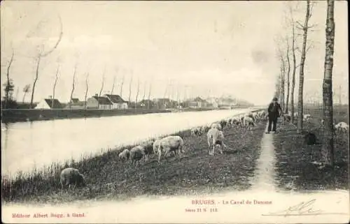 Ak Bruges Brügge Flandern Westflandern, Canal de Damme, Schäfer, Schafherde