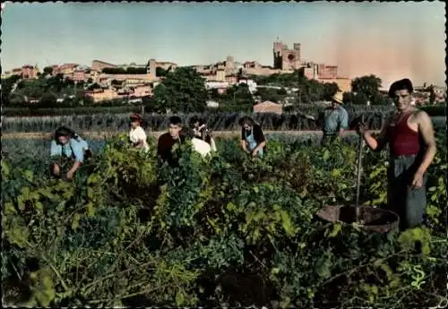 Ak Béziers Hérault, Bitterois-Traubenernter