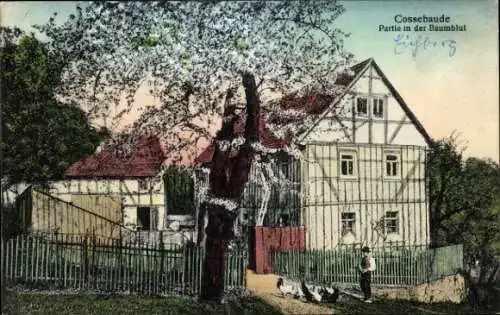 Ak Dresden Cossebaude, Blühender Baum, Wohnhaus, Hühner