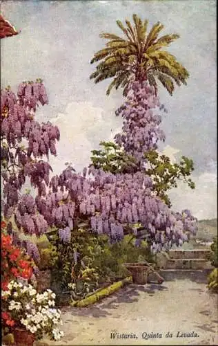 Ak Insel Madeira Portugal, Wistaria, Quinta da Levada, Wisteria, Blauregen